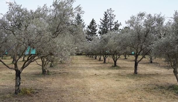 Neue TUI Field to Fork Programme in Zypern und Portugal