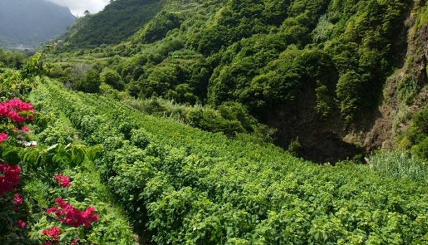 Junge Winzer, alte Reben: Madeira entdeckt seinen Wein neu