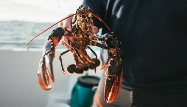 Goldene Tage in Göteborg: Herbstliche Entdeckungen zwischen Schären, Kultur und Kulinarik - Lesen Sie die Nachrichten