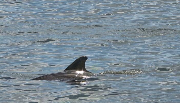 Bradenton Gulf Islands: Delfin-Touren an Floridas Golfküste - Lesen Sie die Nachrichten