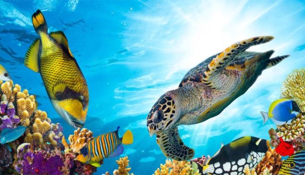 Diese asiatischen Tauchspots gehen auf Instagram viral - Lesen Sie die Nachrichten