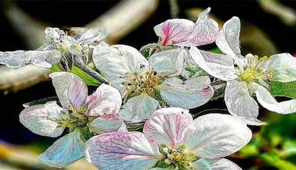 Mit Neckermann Reisen zur Mandelblüte nach Mallorca