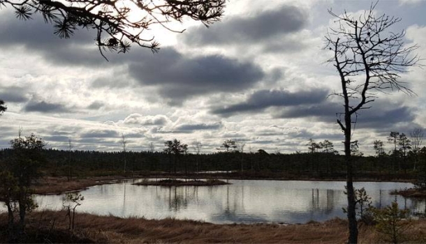 Unentdecktes Estland: Zwischen Moornebel und Inselmagie