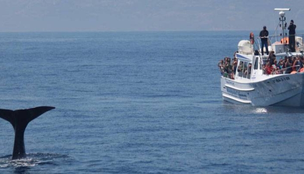 travel-to-nature startet Patenschaftsprogramm für den Schutz von Walen und Delfinen