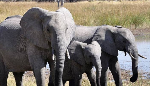 Safari in der Masai Mara: Kenias Tierwelt aus nächster Nähe erleben - Lesen Sie die Nachrichten