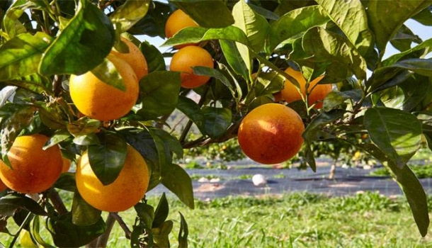 alltours verschickt mediterrische Frische in die Reisebüros - Lesen Sie die Nachrichten