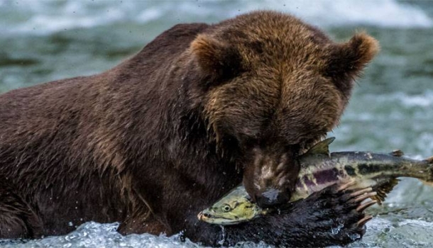 Wo Bären Lachse fischen: Expeditionen rund um Vancouver Island und Alaska