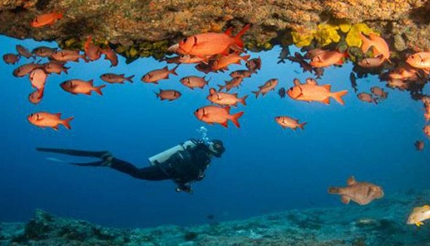 Inseln von Tahiti als beste Tauchdestination ausgezeichnet - Lesen Sie die Nachrichten