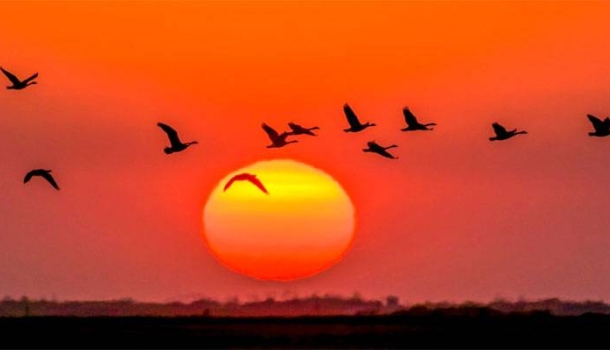 Vogelbeobachtung unter weitem Himmel in Manitoba - Lesen Sie die Nachrichten