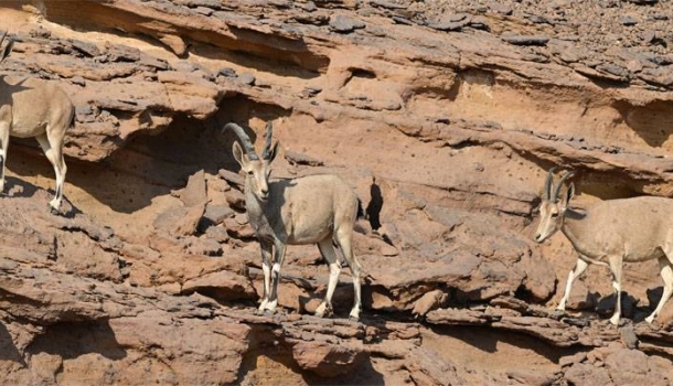 Hightech trifft Wildnis in AlUla - Lesen Sie die Nachrichten