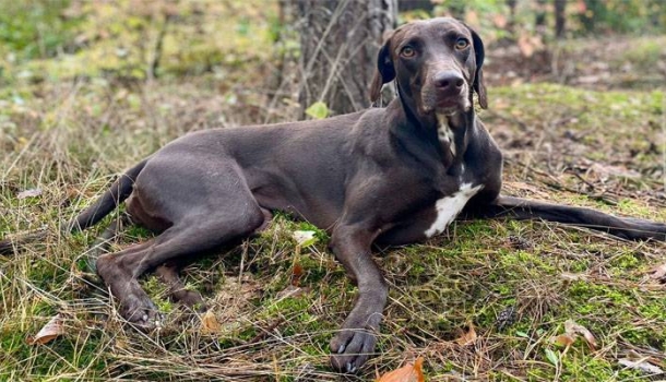 Dogsitting für Gäste: Die CARAVANSEREI startet neuen Service für Hundehalter - Lesen Sie die Nachrichten