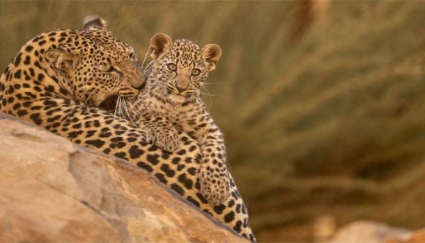 AlUla belebt seine Wüstenlandschaft durch ambitionierte Naturschutzprojekte