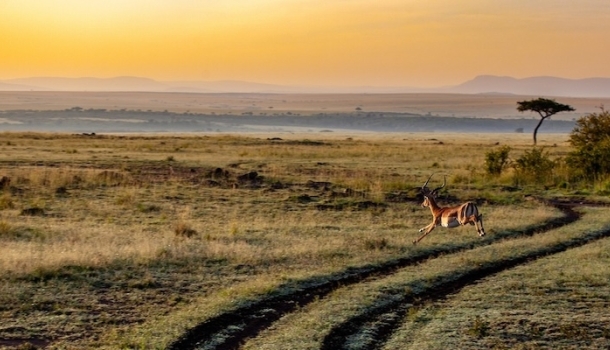 Kombination aus Safari-Abenteuer und Badeurlaub am Indischen Ozean