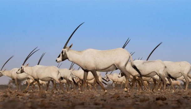 Omans Tierwelt zeigt sich nur den Geduldigen - Lesen Sie die Nachrichten