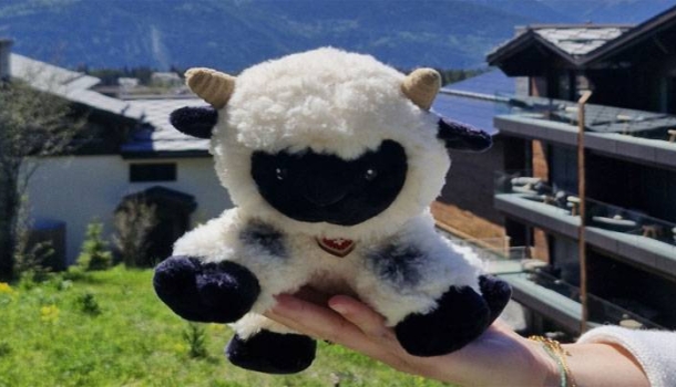 Walliser Schwarznasenschafe ziehen ins Six Senses Crans-Montana ein