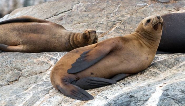 Chile begeistert mit außergewöhnlichen Tierbeobachtungen in freier Natur