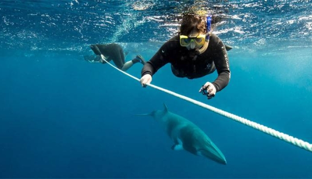 Walsaison lockt Besucher nach Tropical North Queensland