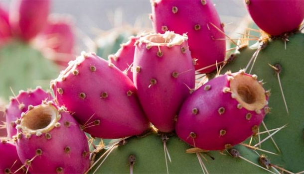 Prickly Pear prägt Scottsdales Genuss- und Wellnesskultur - Lesen Sie die Nachrichten