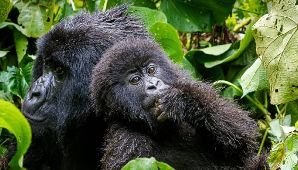 National Geographic Signature erweitert Premium-Kollektion um 17 Reisen