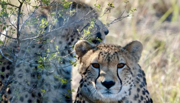 Südafrikas Winter schafft ideale Bedingungen für Safaris - Lesen Sie die Nachrichten
