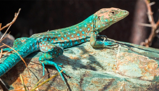 Aruba: Seltene Tierarten machen die Karibikinsel zum Naturreiseziel - Lesen Sie die Nachrichten