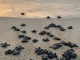 Project Biodiversity and TUI Care Foundation use drone technology to save sea turtles 