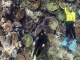 Great Barrier Reef für höchste globale Umweltauszeichnung nominiert