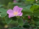 Kanadas geheimnisvoller Garten: Wildblumen und Heilpflanzen in den Northwest Territories