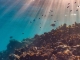 The Ritz-Carlton Maldives, Fari Islands: Engagement für den Meeresschutz – an 365 Tagen im Jahr