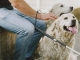 Tüm Rehber Köpekler Artık İspanya'daki Otel ve Restoranlara Girebilecek