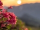 Almrosen stehen im Alpbachtal in voller Blüte