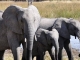 Great Plains' Explorer Collection: Safari-Mix aus Luxus und Erdung