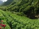 Junge Winzer, alte Reben: Madeira entdeckt seinen Wein neu