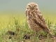 Saskatchewans bunte Vogelwelt