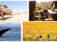 Südafrika – ‘Sie sind wieder da: Dinosaurier, Blütenwunder und Meeresgiganten!’