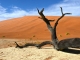 DIAMIR Erlebnisreisen lädt zum Namibia-Webinar am 4. September 2025