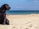 Kanarya Adası: Mogán, köpekleriyle seyahat eden 73 milyon Avrupalı aileyi çekmek istiyor