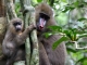 Mit DIAMIR nach Gabun: Expedition ins ‘vergessene Paradies’