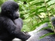 Technologie für den Schutz der Gorillas in Ruanda
