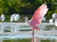 Fort Myers: Tierparadies und Naturerlebnis zugleich