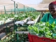 TUI Care Foundation and UN Tourism Launch Global ‘Tourism Food for Good’ Initiative