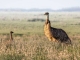 Flinders Ranges and Outback zählen laut Lonely Planet zu den besten Reisezielen der Welt