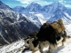 Nepal als Ziel für naturbasiertes Reisen