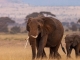 Afrika bewegt und berührt