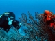 Tobago präsentiert sich als vielseitiges Tauchrevier der Karibik