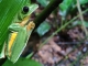 TUI Care Foundation baut Artenschutzprojekt in Costa Rica aus