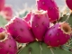 Prickly Pear prägt Scottsdales Genuss- und Wellnesskultur