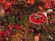 Ruska und Nordlichter prägen Finnlands Herbst