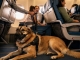 ITA Airways nimmt erstmals Hunde bis 30 Kilogramm in der Kabine mit
