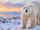 Kanada: 25 Jahre Partnerschaft für Eisbären und nachhaltigen Naturtourismus